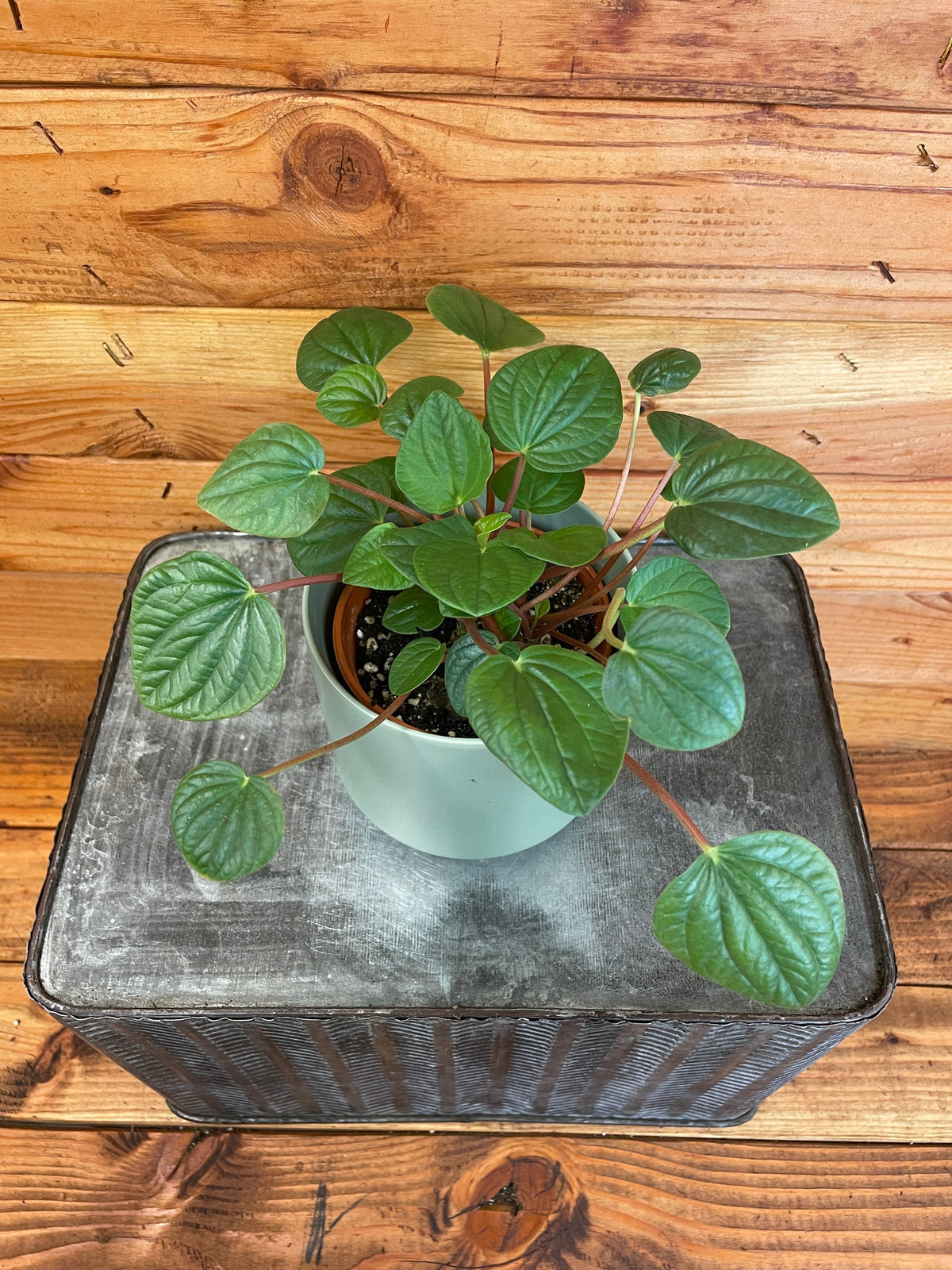 Peperomia Rana Verde, 4" Plant