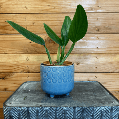 Philodendron Guttiferum, 4" Plant
