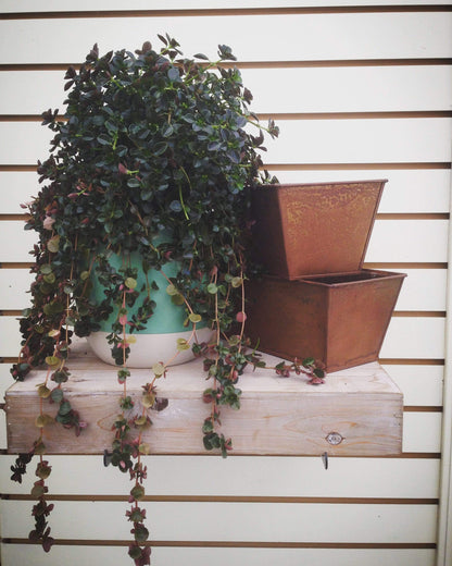 Pilea Espresso, Cutting x5
