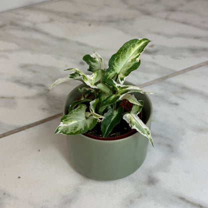 Syngonium Starlite, 2" Plant