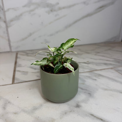 Syngonium Starlite, 2" Plant