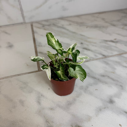 Syngonium Starlite, 2" Plant
