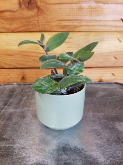 Tradescantia Baby Bunny Bellies 2" Plant