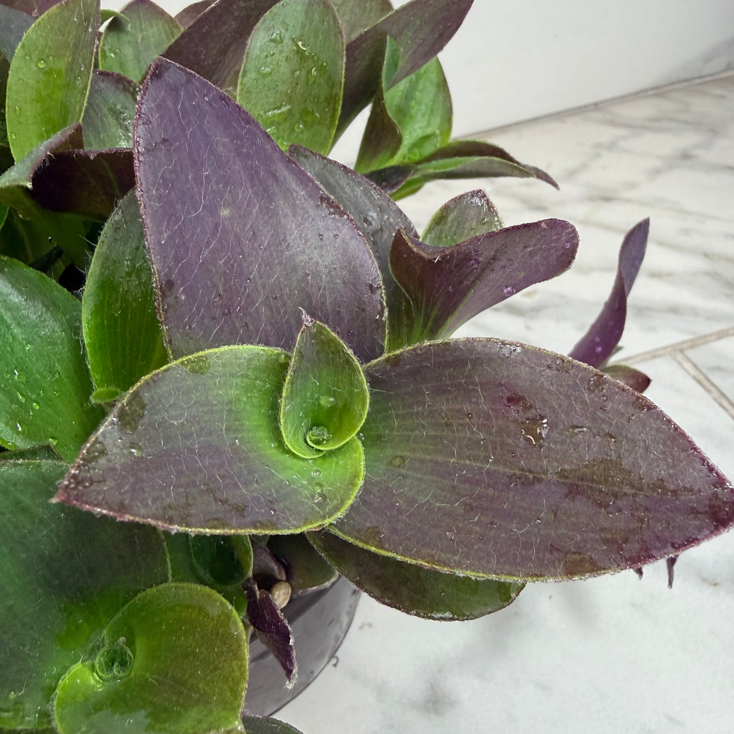 Tradescantia Sillamontana Purple Teddy Bear Vine, 6" Plant