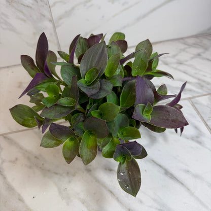 Tradescantia Sillamontana Purple Teddy Bear Vine, 6" Plant