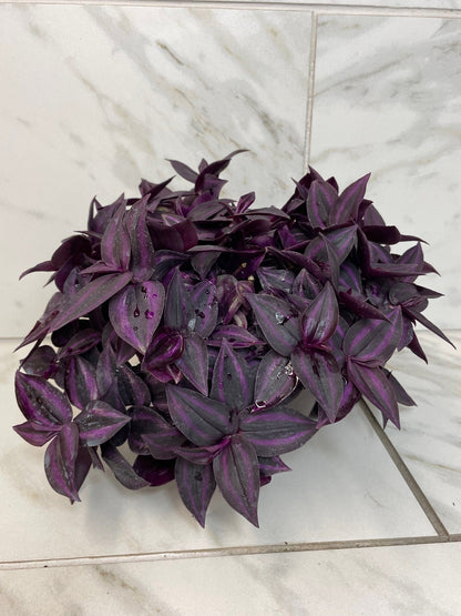 Tradescantia Zebrina Red Mini, 6" Plant