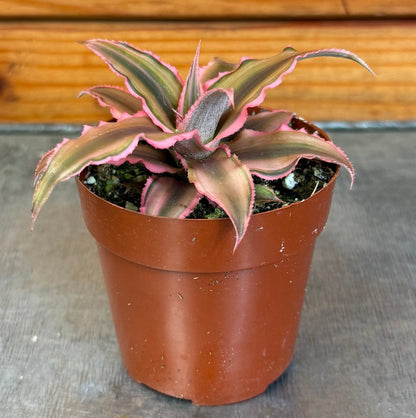 Cryptanthus Pink, 2" Plant